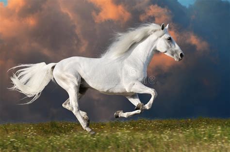 Photo et images libres de droits pour cheval fond blanc. Le Cheval Blanc Fonctionne Sur Le Fond Foncé De Ciel Image stock - Image du étalon, été: 27741633