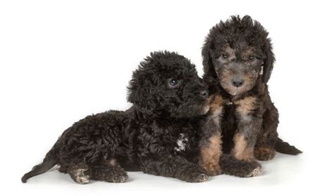 Puppies 6 weeks old from 1.6.21 not ready yet. Bedlington Terrier Info, Puppies, Characteristics, Pictures