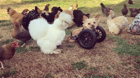 Unlikely Friendship Blossoms Between Front Legless Chihuahua And Rescued Chicken
