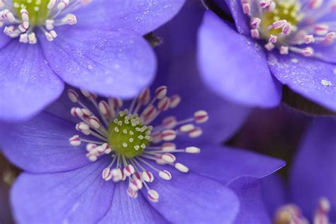 Photographing Early Blooming Spring Flowers Outdoor Photography Guide