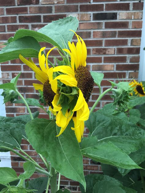 I Grew A Siamese Twin Sunflower Rgardening