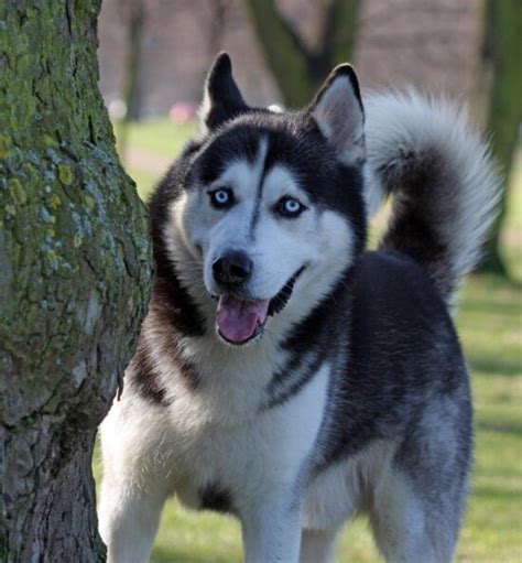 Imagen Gratis Perro Husky Perros Retrato Linda Mascota