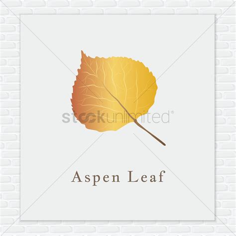 Aspen Leaf Vector At Getdrawings Free Download