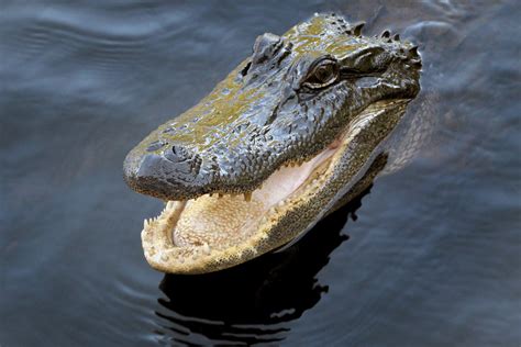 10 Surprising Facts About Alligators In Florida Inspirich