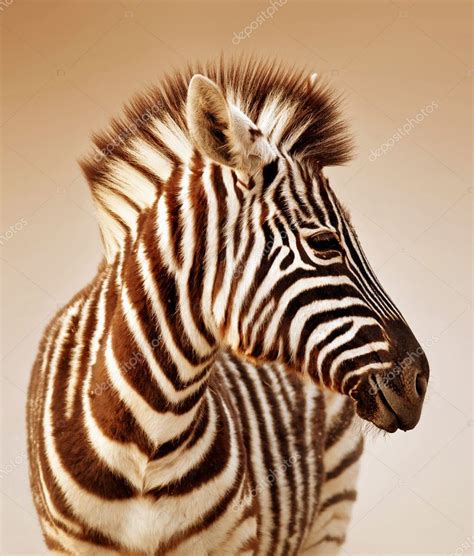 Zebra Portrait Stock Photo By ©johanswanepoel 3973513