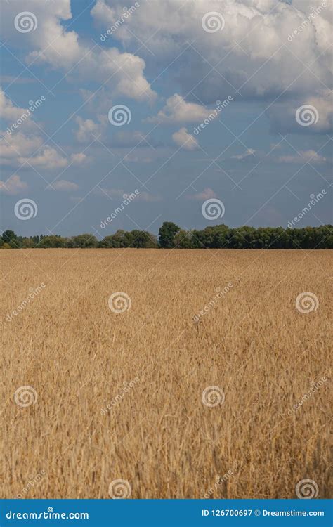 Wheat Field Surrounded By Trees With Clouds Against The Blue Sky Stock