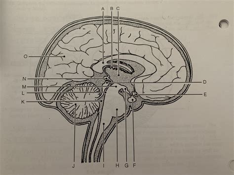 Sagittal View Of Brain Unlabeled