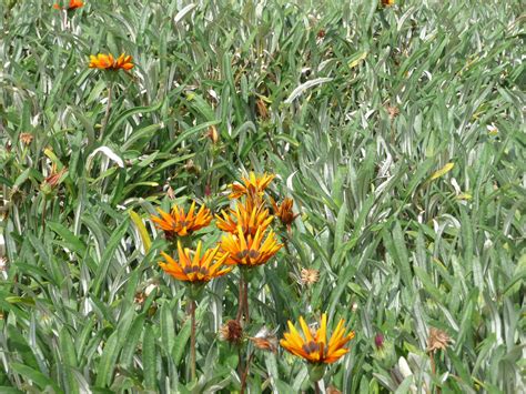 This list of gazania cultivars includes plant cultivars of the south african genus gazania. 5 plants you shouldn't grow - Good Living