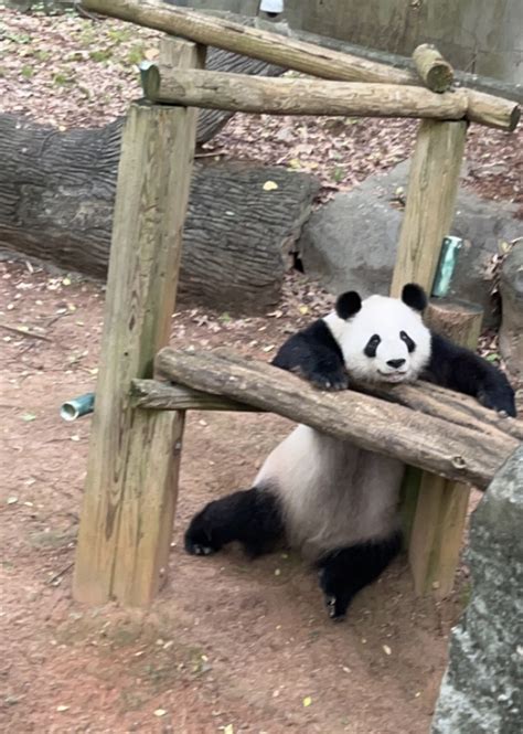 Panda Updates Thursday June 1 Zoo Atlanta