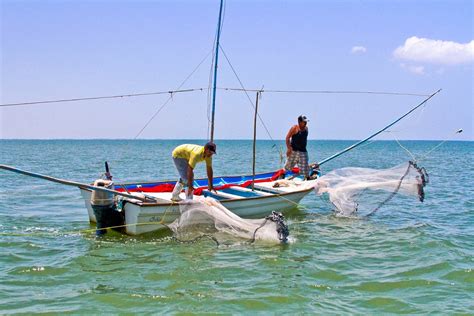 Inicia Temporada Para La Pesca De Camarón En Sistemas Lagunarios Del