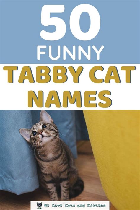 250 Funny Cat Names Choose The Best Funny Name For Your Cat Kitten