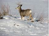 Pictures of Who Owns Deer Park