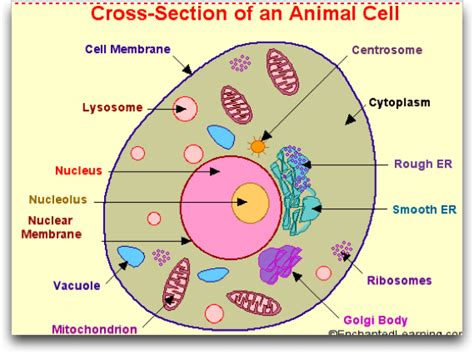 In Which Organelle Does Cellular Respiration Occur Ppt Web Quest