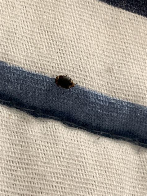 Found This Morning Is It A Bed Bug Bedbugs