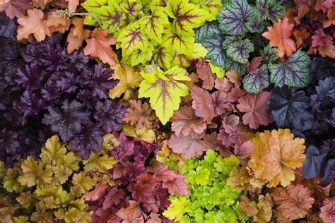 Coral Bells Heuchera Plant Care And Growing Guide