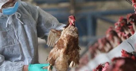 La comisión nacional de salud de china informó este martes sobre la detección del primer caso mundial de gripe aviar h10n3 en humanos en la provincia de jiangsu, en el este del país. Gripe aviar: Rusia en alerta por registrar los primeros ...
