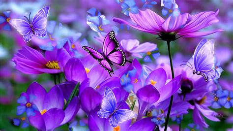 Purple Cosmos And Butterflies By Madonna