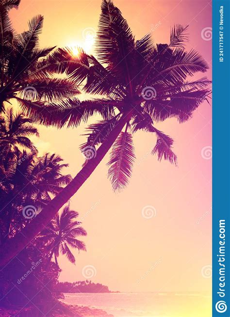 Sunset Beach Vintage Stylized Coconut Palm Tree Silhouette Stock Image