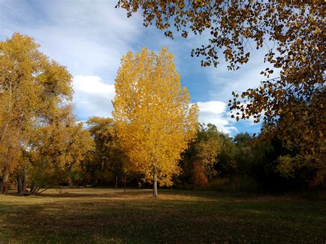 A wide variety of leafs tree options are available to you, such as material, commercial buyer, and occasion. Autumn Tree with Golden Leaves Picture | Free Photograph ...