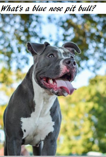 What Are Blue Nose Pit Bulls Dog Discoveries