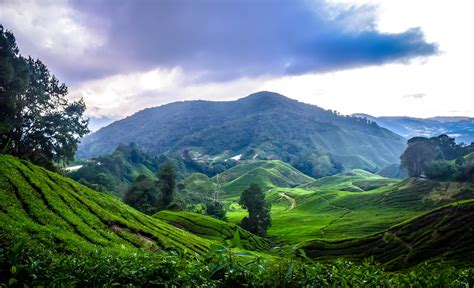 10 Tips For Women Travelling To Cameron Highlands Malaysia Zafigo