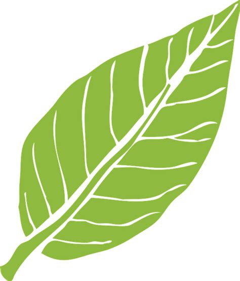 Collection of PNG Daun. | PlusPNG