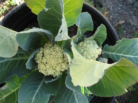 Cauliflower In Containers Lovely Plantings