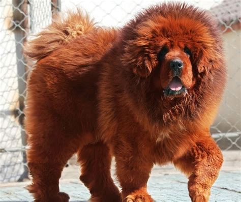 Redtibetanmastiffbigdog Tibetan Mastiff Most Expensive Dog In The