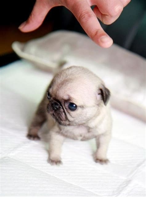 Adorable Baby Pug Kid L2sanpiero