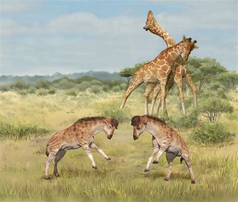 Ancient Giraffe Relative Was Evolution's Headbutting Champion, Perhaps