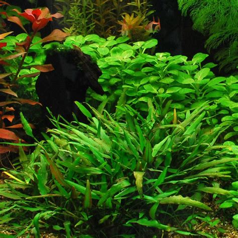 Plants are compact from the start, provided proper fertilizer and co2, you will experience dense and beautiful growth. willisii.jpg 1,000×1,000 pixels | Planted aquarium ...