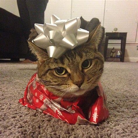 Maybe you would like to learn more about one of these? Pets Wearing Christmas Costumes | POPSUGAR Pets