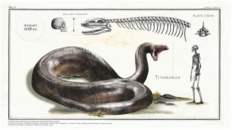 Meet Titanoboa The Largest Snake To Have Ever Lived And Which Existed