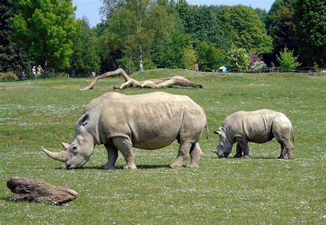 Rhino Animal Zoo Free Photo On Pixabay