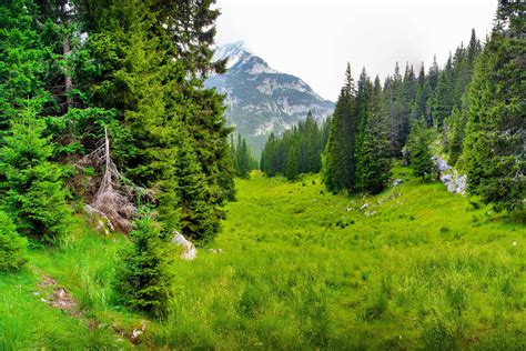 1360x768 Resolution Pine Trees Trees Mountains Grass Nature Hd