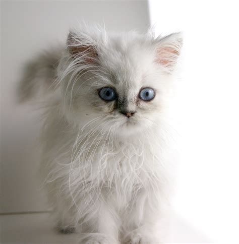 Himalayan Cats May Be Most Prone To Skin Disease Catwatch Newsletter