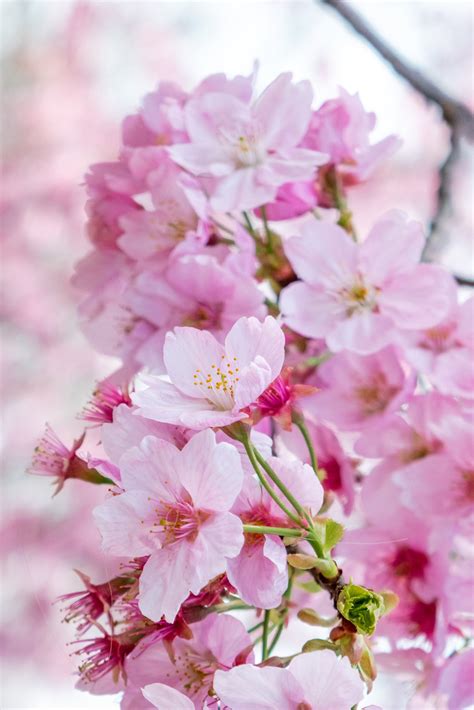 Pink Cherry Blossom Cherry Blossom Cherry Blossom Branch Cherry Blooms