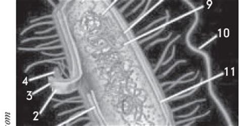 Apakah sel darah merah mengalami pembelahan sel ketika berada dalam kantong darah dan. Struktur / Bagian dan Fungsi Sel Organisme Prokariotik