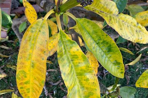 Plumeria Frangipani Leaves Yellowing Diagnosis And Treatment Garden