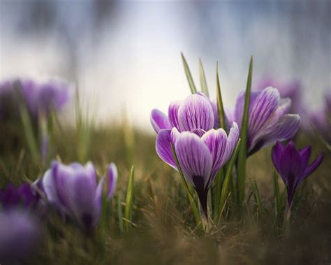 Nature Crocus 4k Ultra Hd Wallpaper