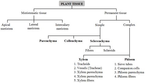 Types Plant Tissues Functions Types Of Plant