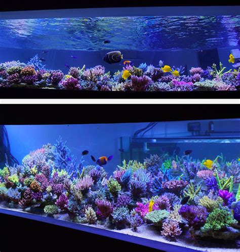Fantastic Shallow Reef Layout For Sps The Relatively Uniform Height