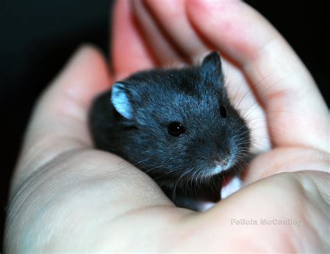 Black Campbells Dwarf Hamster Felicia Mccaulley Flickr