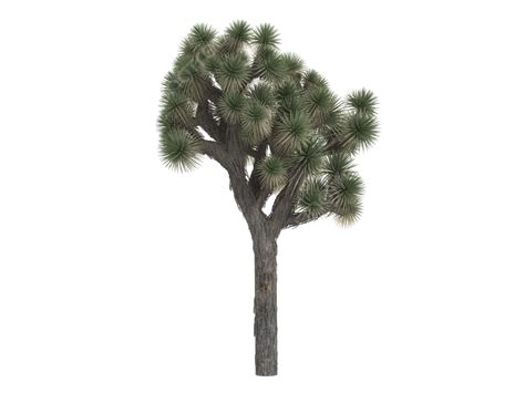 Joshua Tree Png Vector Psd And Clipart With Transparent Background