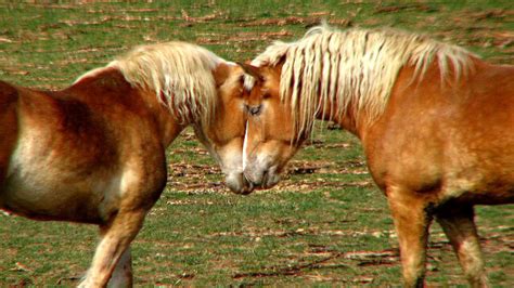 Belgian Draft Horse Facts - Horse Choices
