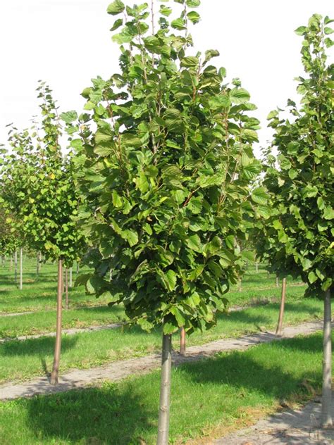 American lindens (or basswood) are popular flowering trees and are usually recognizable in the landscape by their 'redmond' is noted for its excellent pyramidal form and dense branching. Tilia americana 'Redmond' - Spring Grove Nursery