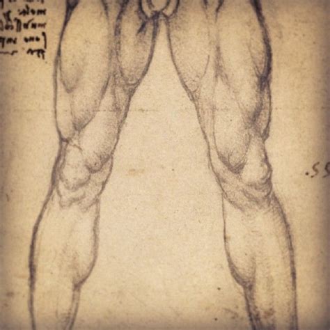 Leg Muscles Male Drawing Legs Anatomy Drawing Drawings