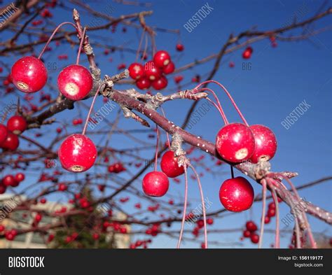 Tree Red Berries Fall Image And Photo Free Trial Bigstock