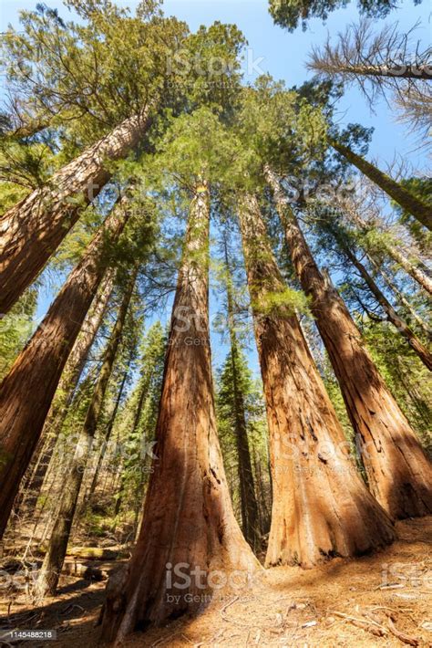 Sequoia Forest Group Of Redwood Trees In Yosemite National Park In