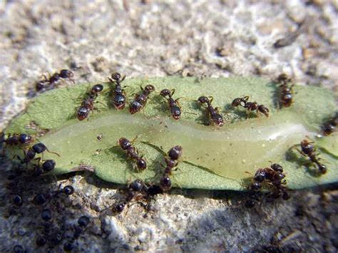 Las hormigas adoran formar nuevas colonias en tallos de plantas suculentas porque son muy fáciles de perforar (la débil consistencia de estos tallos provoca que las colonias no se puedan establecer al. Cómo eliminar y prevenir las hormigas comunes